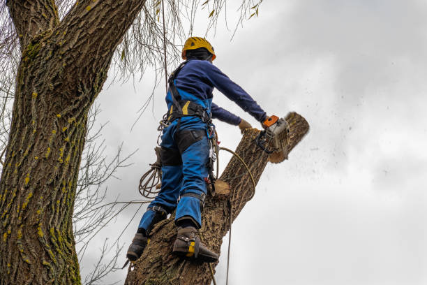 Trusted Rosemead, CA  Tree Services Experts